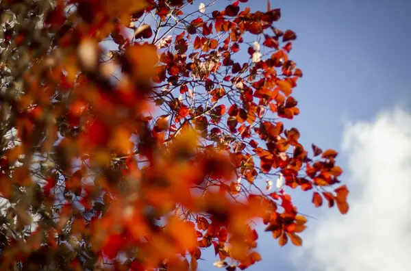 Folhas Outono Vermelhas Vibrantes Uma Árvore Contra Céu Nublado — Fotografia de Stock