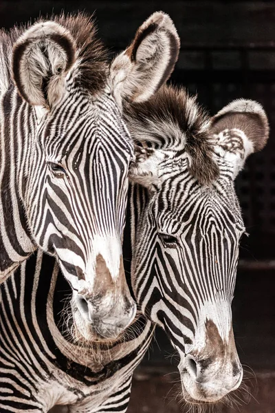 Eine Vertikale Nahaufnahme Von Zwei Zebras — Stockfoto
