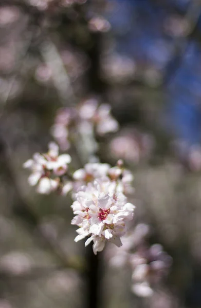 Bellissimo Ramo Albero Fiore Primavera Madrid — Foto Stock