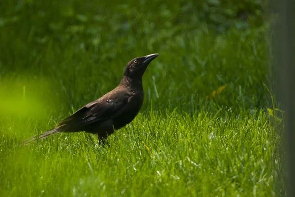 Corvo Preto Grama Verde Verão — Fotografia de Stock