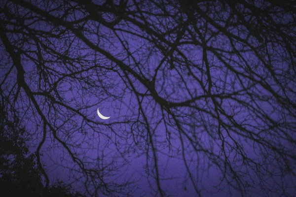 Uma Visão Noturna Lua Crescente Céu Roxo Com Galhos Árvore — Fotografia de Stock