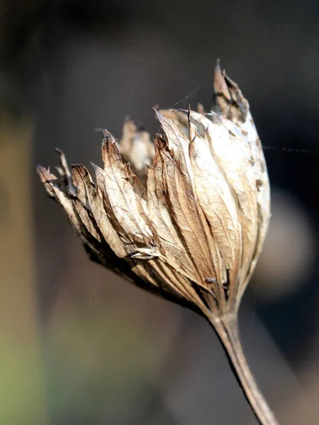 Eine Nahaufnahme Einer Getrockneten Blume — Stockfoto