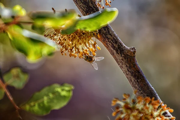 Primo Piano Ape Sul Fiore — Foto Stock