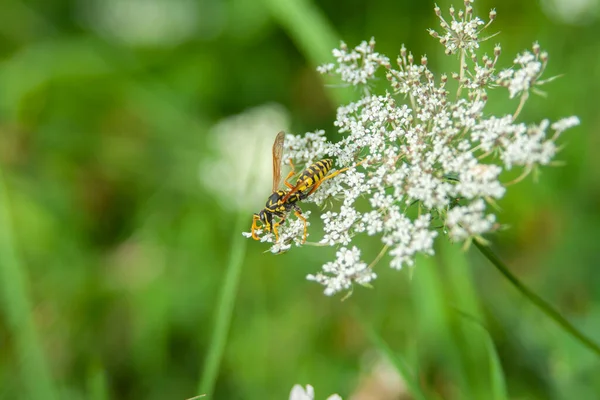 Makro Snímek Včel Bílých Květinách Venku — Stock fotografie