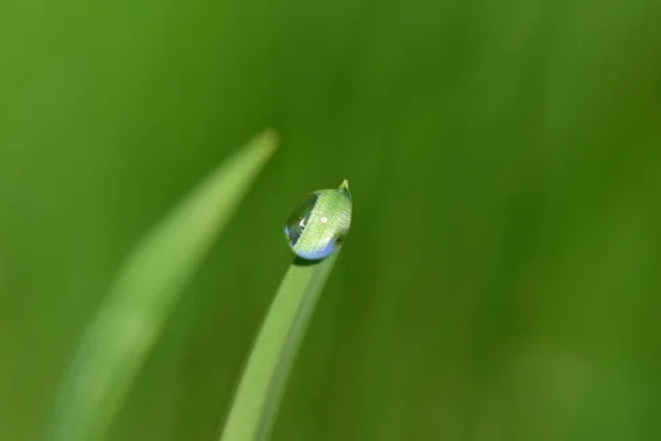 Closeup Shot Waterdrop Grass Blurred Background — Stock Photo, Image