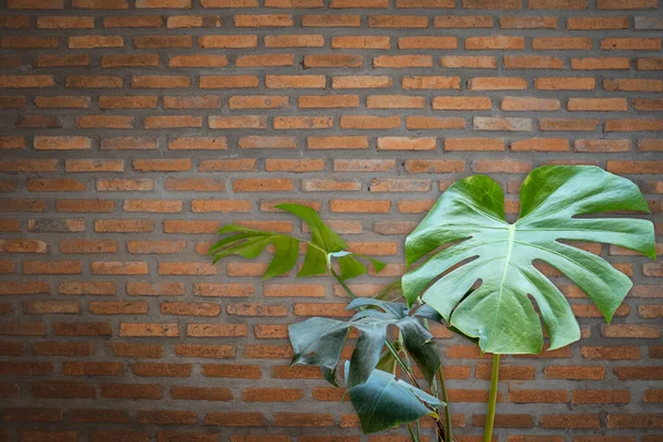 Primo Piano Belle Foglie Monstera Contro Muro Mattoni Con Spazio — Foto Stock