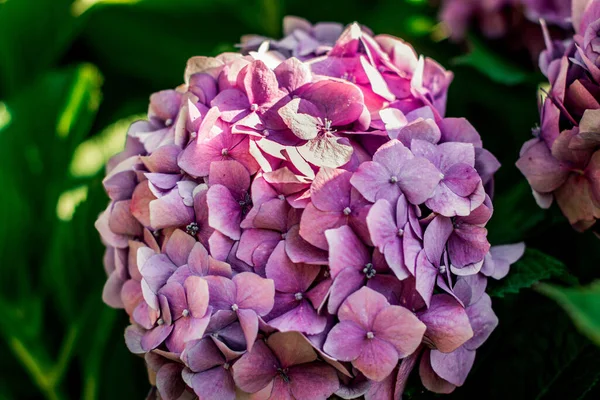 Primer Plano Una Hortensia Hojas Grandes —  Fotos de Stock