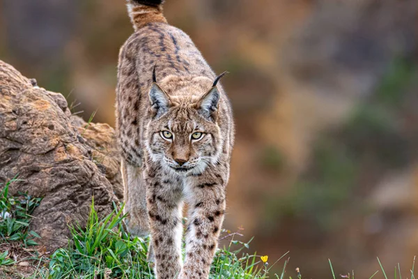 Close Lince Seu Habitat Natural — Fotografia de Stock