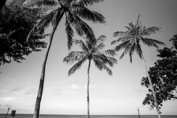 美丽的灰白比例的棕榈树拍打在天空中 — 图库照片