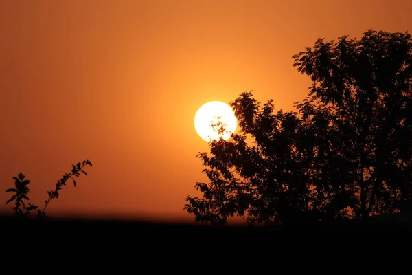 Piękny Zachód Słońca Gałęziami Drzew Pierwszym Planie — Zdjęcie stockowe