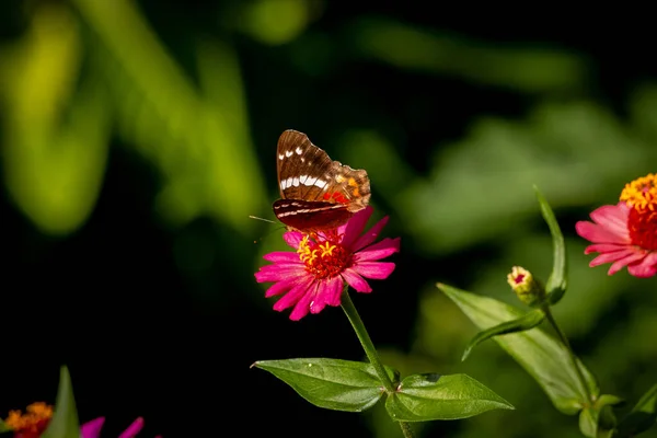 Primer Plano Tigre Occidental Swallowtail Una Flor —  Fotos de Stock