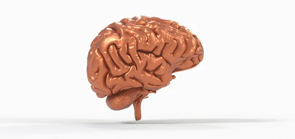 stock image A polygonal 3D brain illustration on a white background