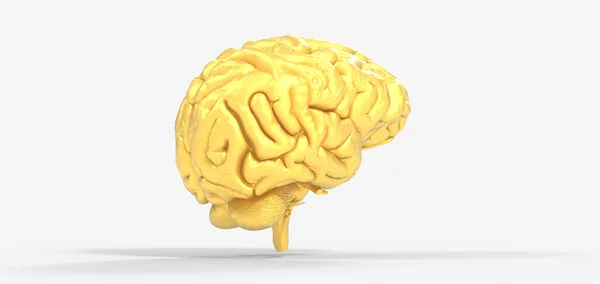 Representación Cerebro Humano Anatómico Sobre Fondo Blanco — Foto de Stock