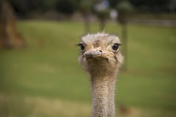 Closeup Head African Ostrich Savannah — Stock Photo, Image