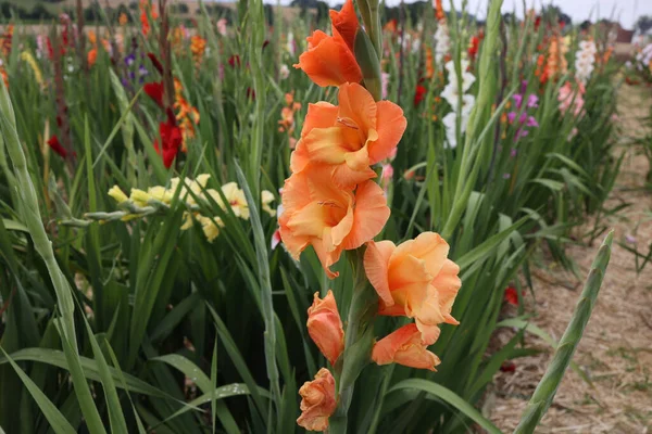 Orange Natural Gladiolus Flower Garden — Stock Photo, Image