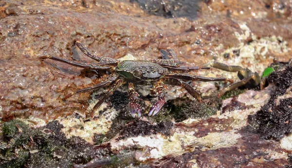 Tiro Perto Caranguejo Água Doce Debaixo Mar — Fotografia de Stock