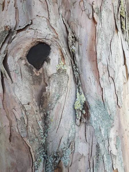 Primo Piano Del Tronco Vecchio Albero — Foto Stock