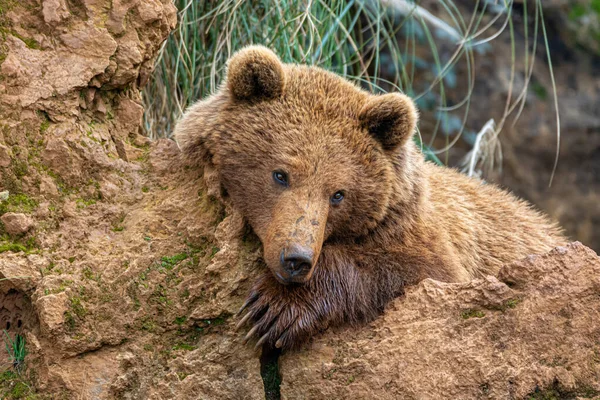 Eine Nahaufnahme Des Braunbären Der Auf Den Felsen Ruht — Stockfoto