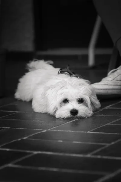 Graustufenaufnahme Eines Entzückenden Maltesischen Hundes Der Auf Dem Boden Liegt — Stockfoto