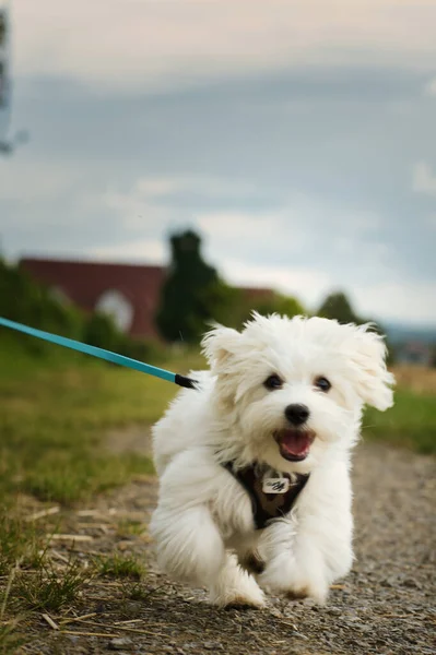 Adorável Cão Maltês Brincalhão Correndo Parque — Fotografia de Stock