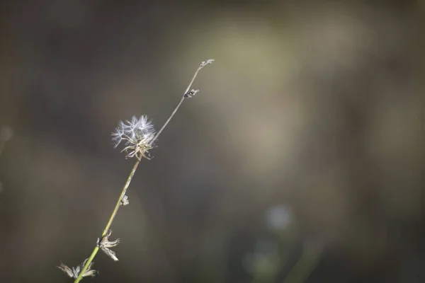 Een Prachtig Shot Van Een Pluizige Paardebloem Een Veld — Stockfoto