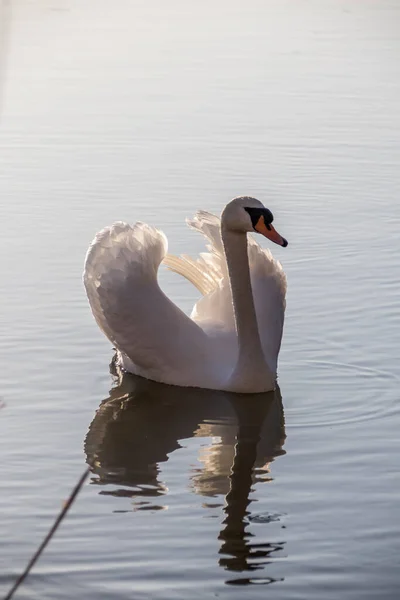 湖中一只美丽天鹅的垂直镜头 — 图库照片