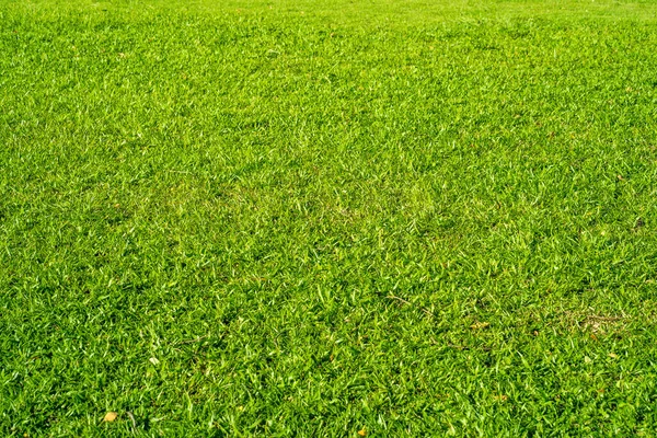 Eine Landschaft Aus Grünem Grasland Einem Sonnigen Tag — Stockfoto