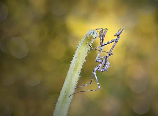 Primer Plano Empusa Fasciata Una Planta — Foto de Stock