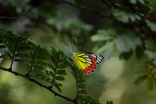 Plan Macro Beau Papillon Pieridae Sur Les Feuilles Arbre — Photo