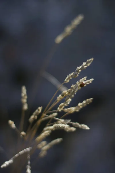 Colpo Verticale Punte Secche Erba — Foto Stock