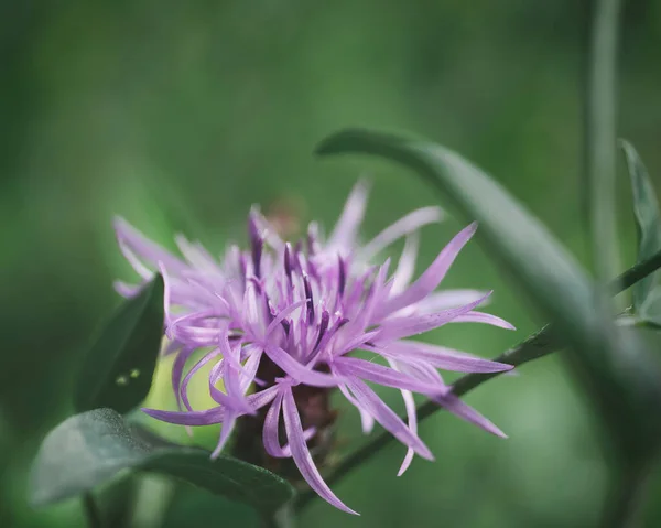 Ένα Κοντινό Πλάνο Από Καφέ Knapweed Και Σκούρα Πράσινα Φύλλα — Φωτογραφία Αρχείου