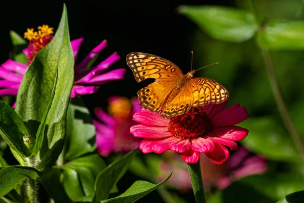 Een Closeup Shot Van Een Westelijke Tijger Swallowtail Een Bloem — Stockfoto