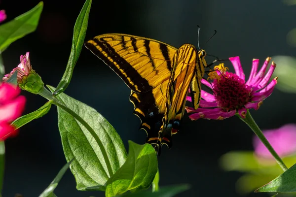 Plan Sélectif Papillon Rayures Jaunes Debout Sur Fleur Rose Dans — Photo