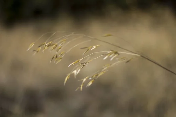 Närbild Meadow Fescue Växt Ett Fält — Stockfoto