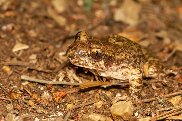 Detailní Záběr Ropuchy Zemi Napodobující Listí — Stock fotografie