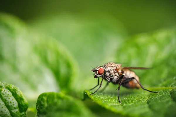 Una Macro Toma Una Mosca Diptera Una Hoja Verde Aire —  Fotos de Stock