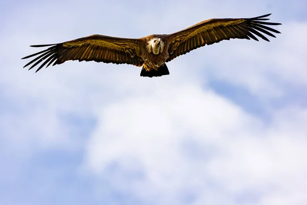 Primer Plano Buitre Leonado Durante Vuelo — Foto de Stock