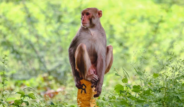 Rhesus Macaque Sitting Wood Forest — Stock Photo, Image