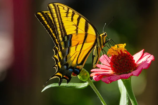 Bahçedeki Pembe Çiçeğin Üzerinde Duran Sarı Çizgili Kelebeğin Yüzeysel Odak — Stok fotoğraf