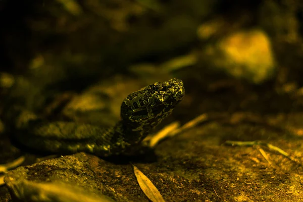 Uma Cabeça Uma Cobra Olhando Algo Atentamente — Fotografia de Stock