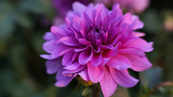 Closeup Shot Pink Dahlia Blurred Garden Background — Stock Photo, Image