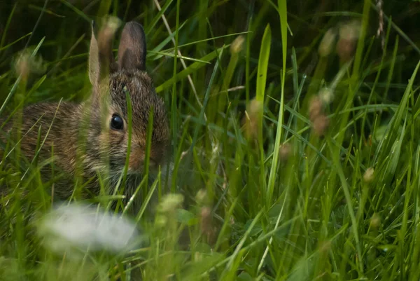 Yazın Yeşil Çimlerde Bir Tavşan — Stok fotoğraf
