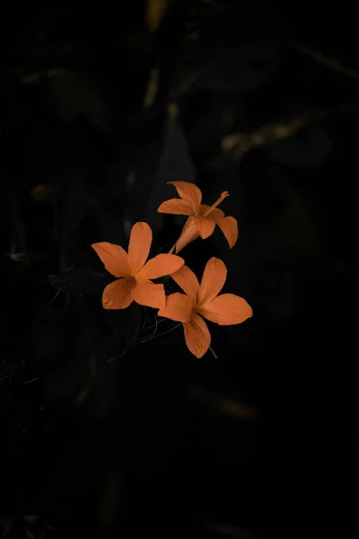 这是一张精美的夜晚樱草花的特写照片 背景是漆黑的 — 图库照片