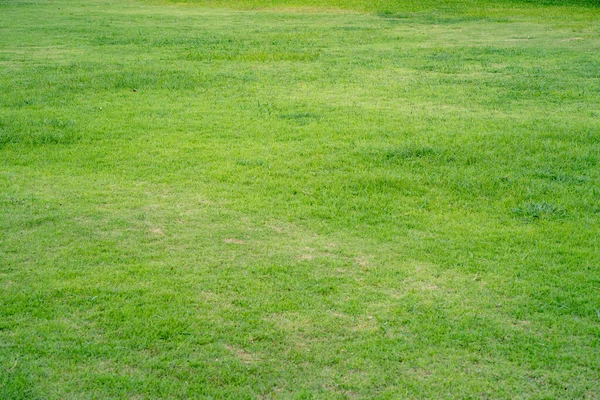 晴れた日の緑の芝生の風景 — ストック写真