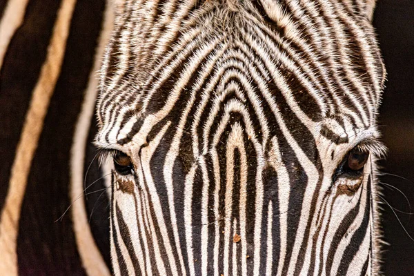 Nahaufnahme Des Kopfes Des Zebras — Stockfoto