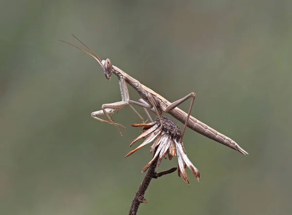 Closeup European Mantis Plant — Stock Photo, Image