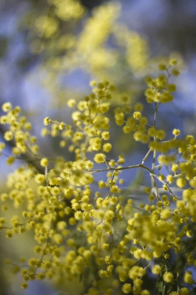 Żółty Kwiat Mimozy Roślina Kwitnąca Akacja Dealbata — Zdjęcie stockowe