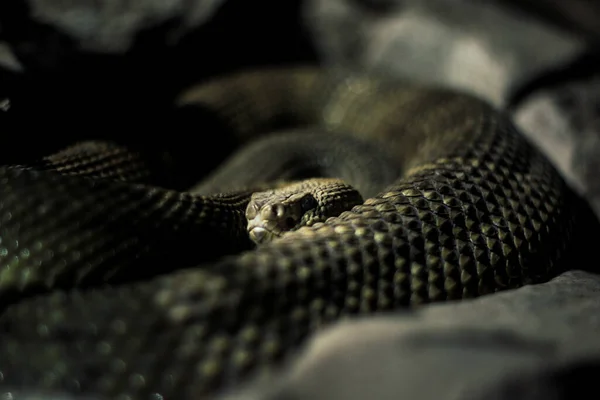 Primo Piano Simpatico Serpente Sonagli Che Guarda Attentamente — Foto Stock