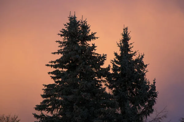 Une Belle Vue Sur Les Sapins Coucher Soleil — Photo