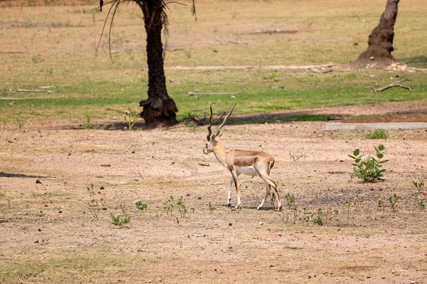 Une Antilope Qui Marche Seule Dans Champ — Photo